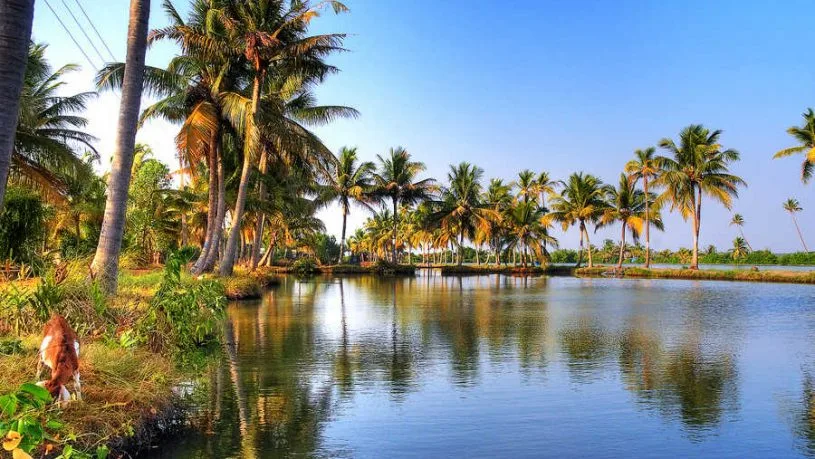 kumabalangi backwater